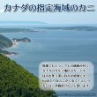 画像5: ずわいがに 切れ目入 (1kg) (5)