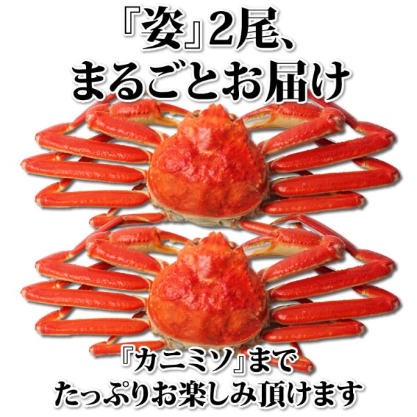 画像8: ずわいがに 姿 2尾《ギフト箱入》 (8)