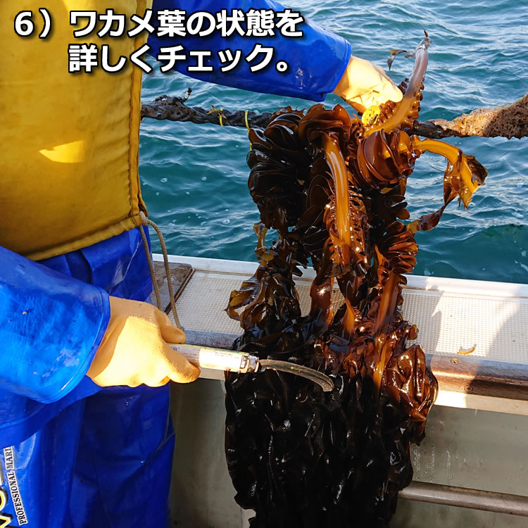 水産物応援商品 閖上 ゆりあげ 産ワカメ 0gパック やわらか幼葉わかめ 送料無料 閖上わかめ1袋 カニ缶詰のoh Gle オーグル 本店