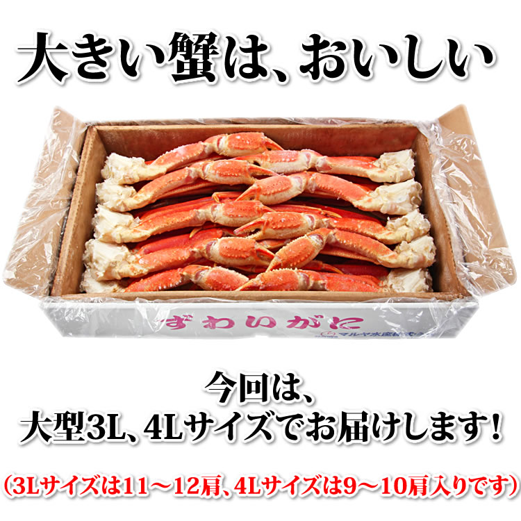 特大　カニ缶詰のOH!GLE(オーグル)　(3L・4Lサイズ)　3kg　脚　ずわいがに　本店